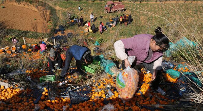 拉桔子大货车侧翻 数十村民过来哄抢