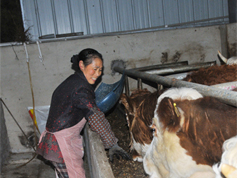 新模式带动苗寨养牛精准脱贫