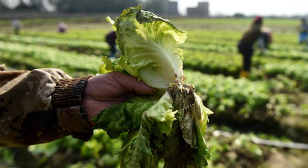广西农民冰冻灾后忙自救