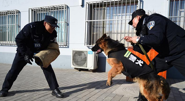 警犬&ldquo;公主&rdquo;的首个春运