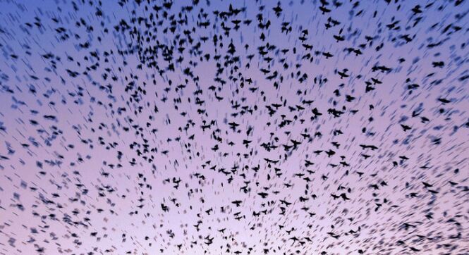 济南趵突泉上空现&ldquo;万鸟朝阳&rdquo;奇观