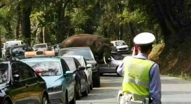 西双版纳野象路边&ldquo;玩&rdquo;车 14辆汽车被损坏