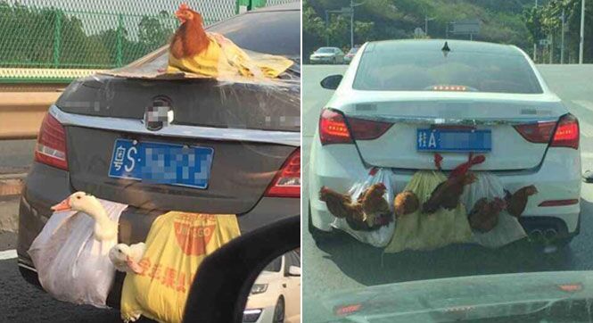 轿车带着鸡鸭跑高速 画面喜感引关注