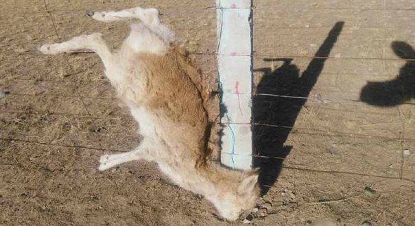 青海湖7只羚羊死于围栏铁丝