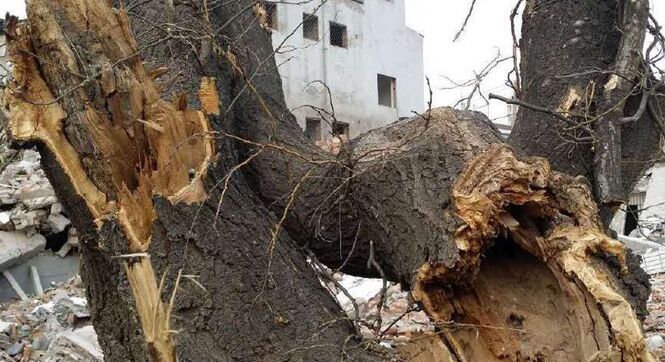 北京多棵百年古树因拆迁遭严重损毁