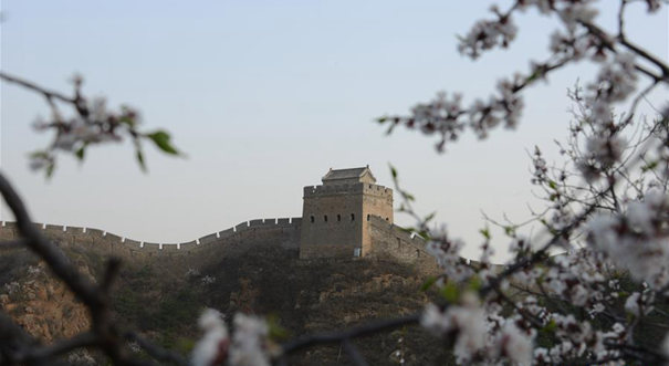 杏花烂漫美长城
