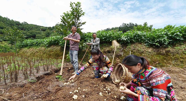 云南大姚：特色产业种植助山区农民脱贫增收