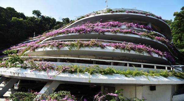 深圳现最美停车场 粉红簕杜鹃装点如“花样邮轮”