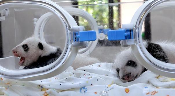 “龙凤胎”大熊猫宝宝满月了