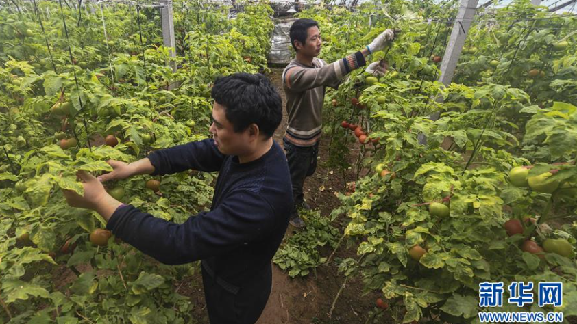 饶阳：全链条精准帮扶 让贫困户搭上发展&ldquo;快车&rdquo;