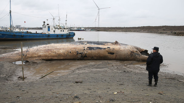 上海发现一死亡须鲸 计划制成标本