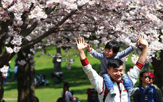 加拿大多伦多樱花绽放
