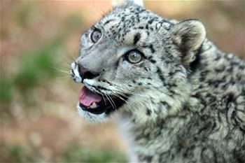 雪豹&ldquo;公主&rdquo;一歲了