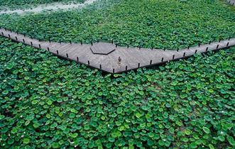 接天莲叶无穷碧