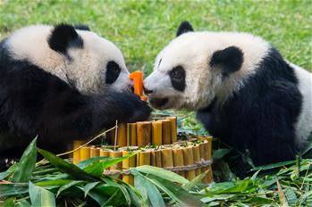 澳门大熊猫双胞胎喜迎一周岁生日