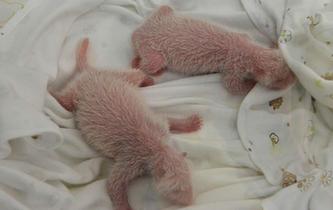 海歸大熊貓&ldquo;林冰&rdquo;誕下龍鳳胎