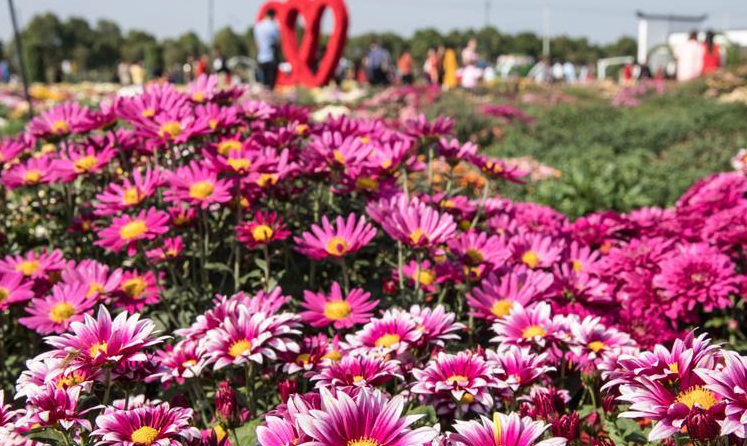 全国最大菊花基因库对公众开放