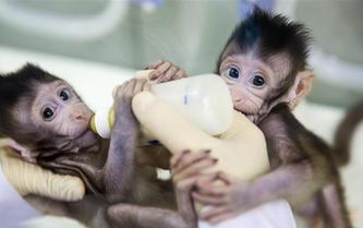 重大突破！两只克隆猴在中国诞生