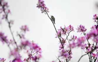 廣西柳州：花開滿城香