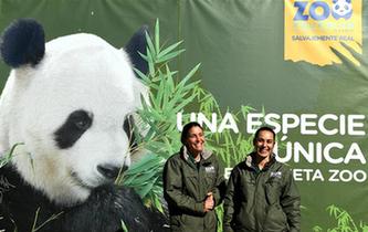 馬德裏動物園的“熊貓姐妹”