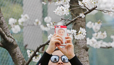 上海同济大学樱花盛放 民众慕名前往观赏