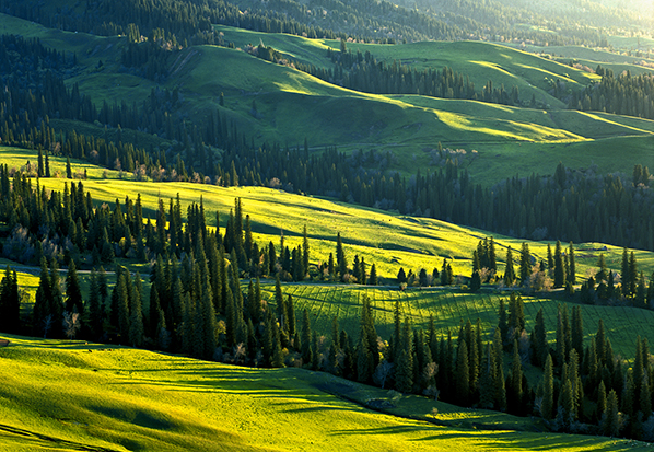 【长篇通讯】塞罕坝,京城绿色屏障的前世今生