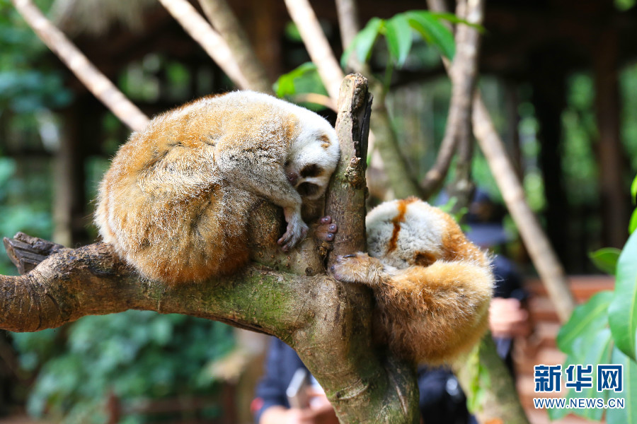 到北回归线上的“森林王国”偶遇呆萌小动物