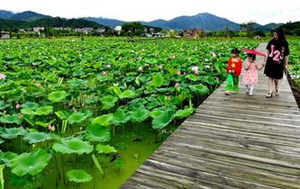 武夷山：万亩荷花引客来
