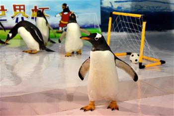 企鵝也踢“世界杯”
