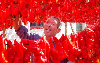新疆哈密：三塘湖辣椒火紅豐收
