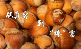 从真穷到“榛”富