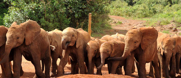 肯尼亚大象保护初见成效