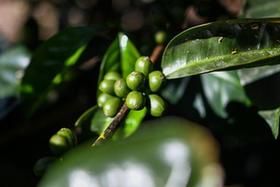 哥斯达黎加——中美洲的“咖啡王国”