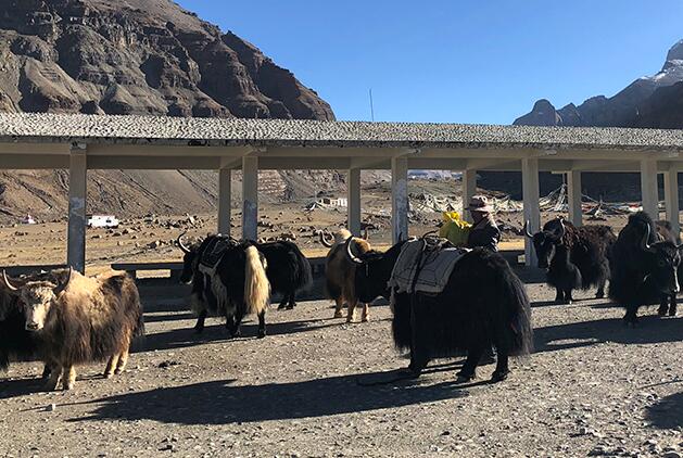 西藏阿里:驮出来的幸福生活