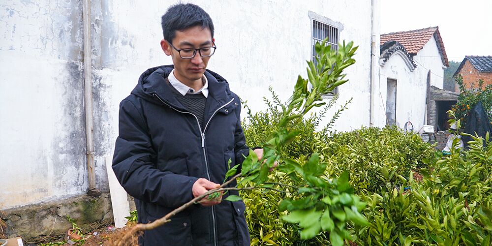 小小狗血桃 圆我脱贫梦