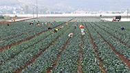 云南弥勒：高原特色蔬菜种植助农增收