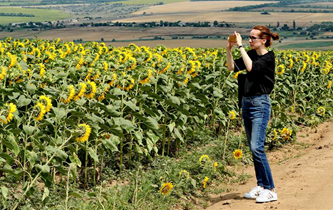 烏克蘭：葵花盛放