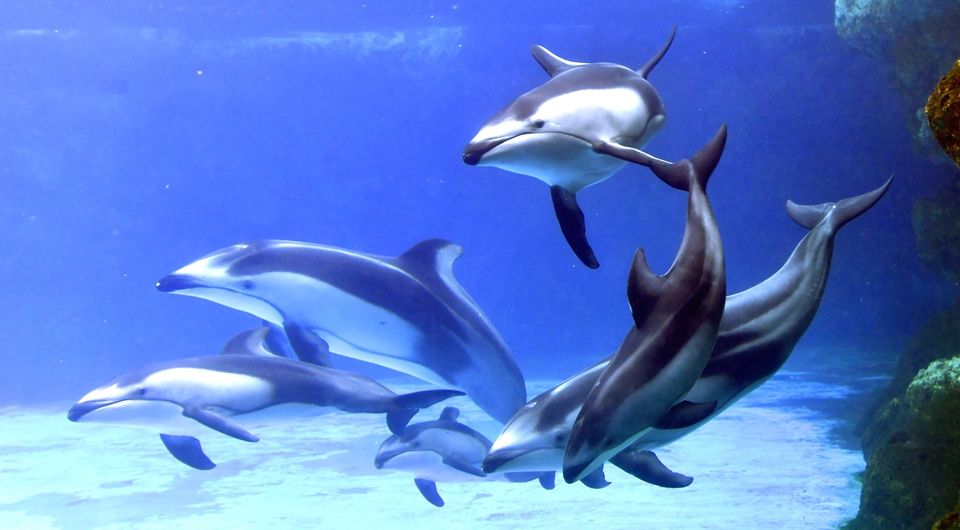 珠海长隆海洋王国三头新生太平洋白边海豚宝宝首次亮相