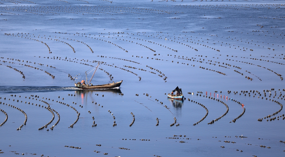 辽宁长海：海洋牧场收获忙