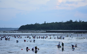 海南琼海：赶海拾贝