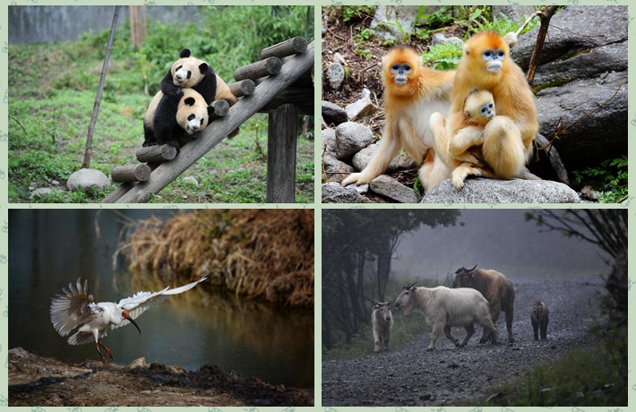 世园会陕西“开放日”| 大话四宝