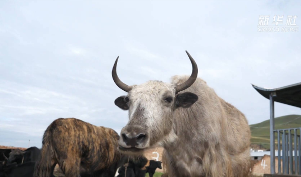 合作社模式带领农牧民脱贫致富