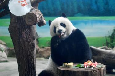 大熊貓吃“月餅”過中秋