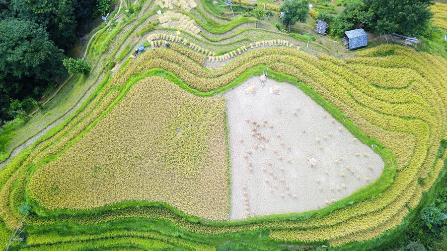 瞰丰收——苗寨梯田抢秋收