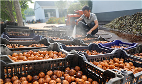 核桃丰收乐农家