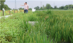稻鱼、稻鳖共养迎丰收