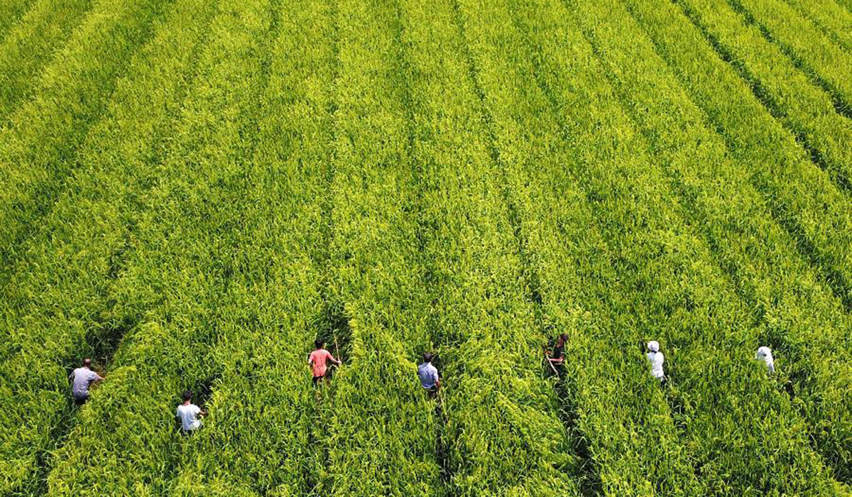 农民在贵州省岑巩县国家级杂交水稻制种基地利用竹竿对杂交水稻进行人工授粉