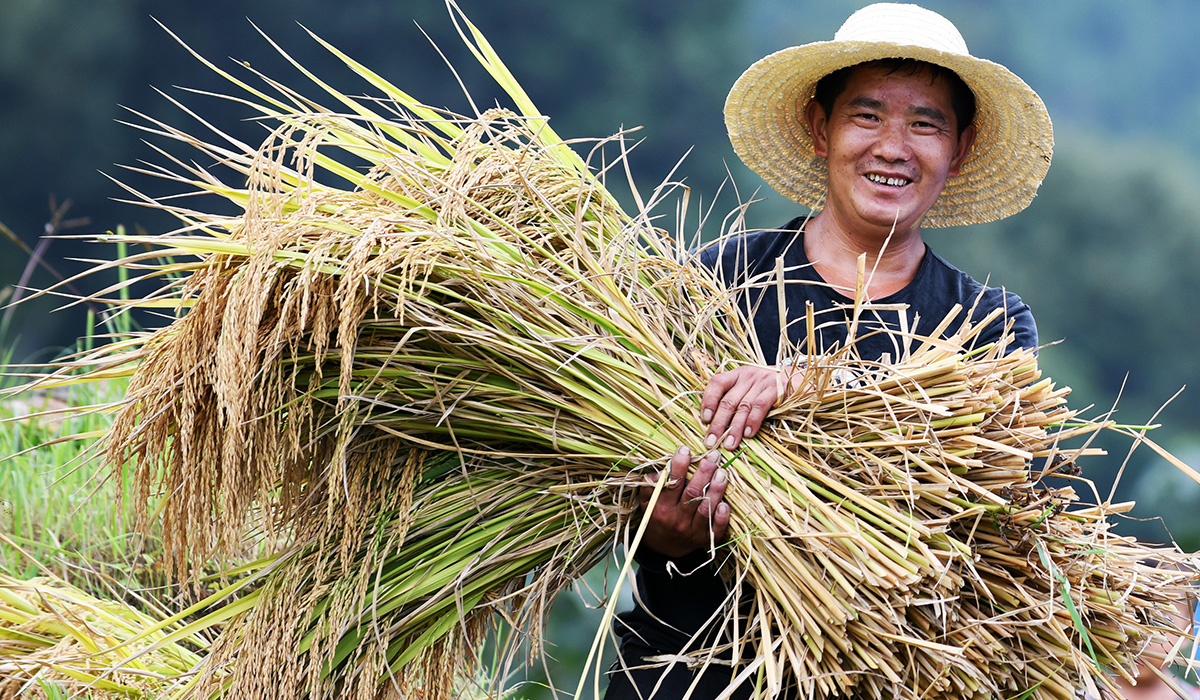 贵州省榕江县计划乡计划村阳开苗寨的村民在收割水稻