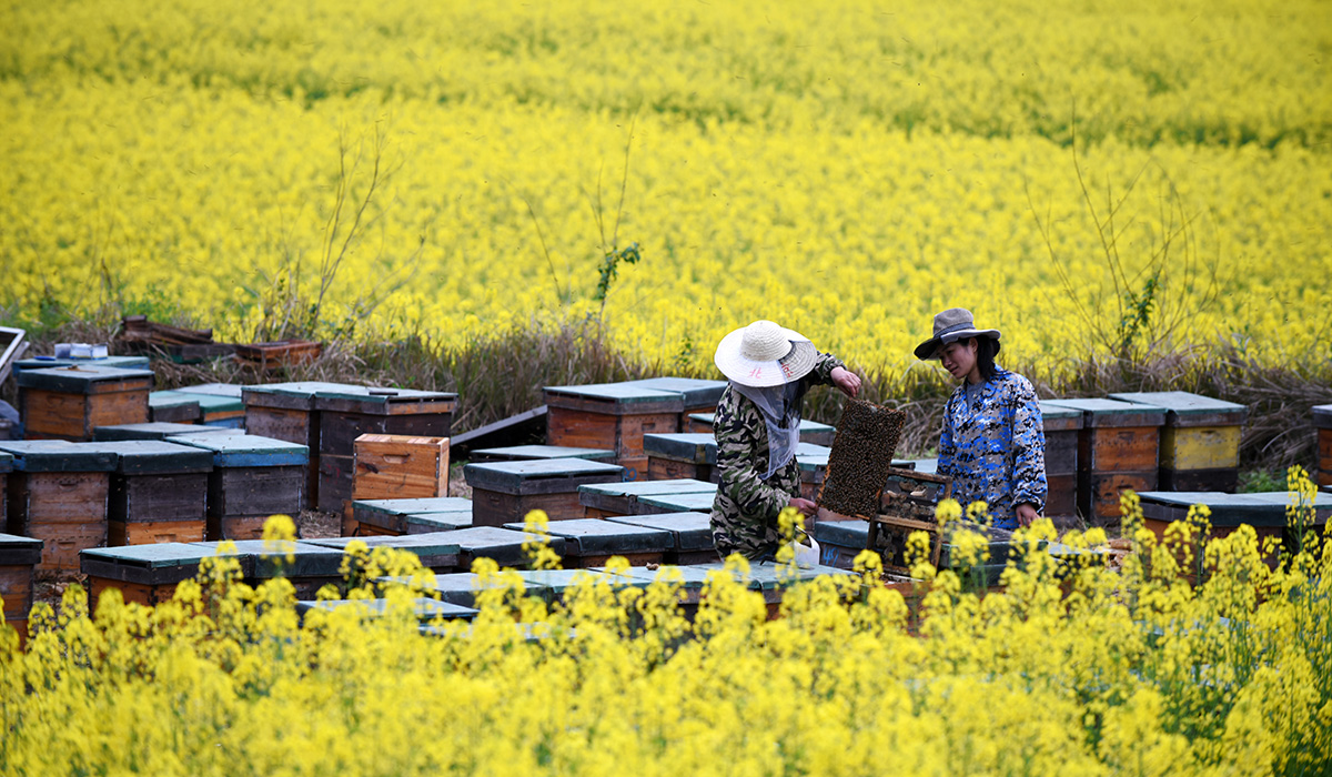养蜂人在贵州省黎平县肇兴镇皮林村检查蜜蜂酿蜜情况