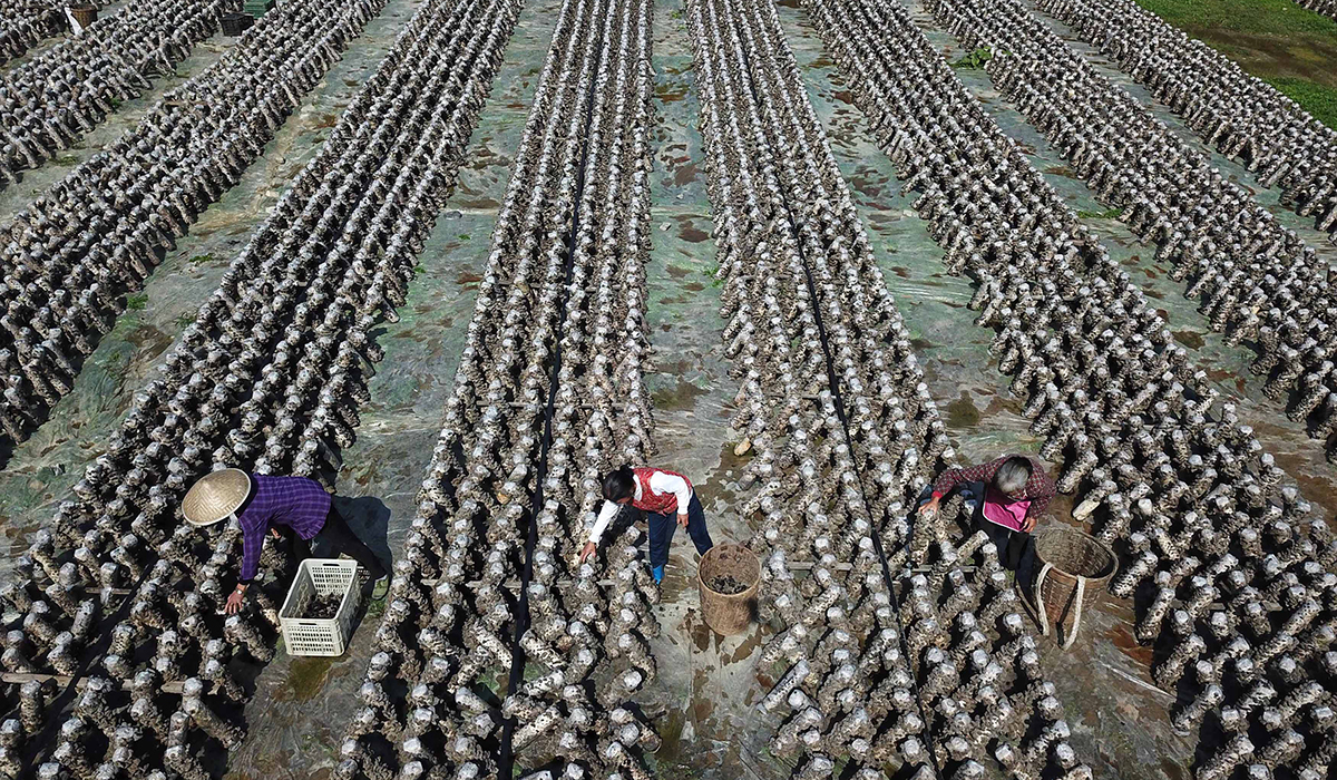 农民在贵州省铜仁市万山区敖寨乡中华山村的食用菌基地里采摘木耳